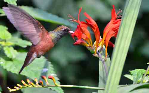 Amazilia amazilia succhia il nettare di un fiore di Crocosmia