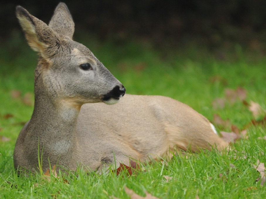 capriolo capreolus capreolus