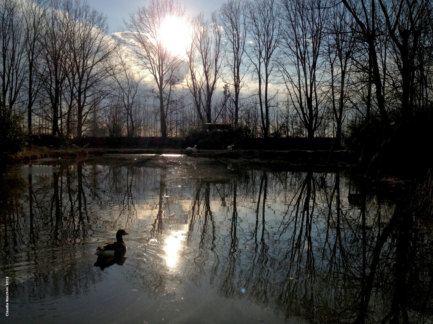 Il lago dei pellicani