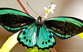 Ornithoptera priamus