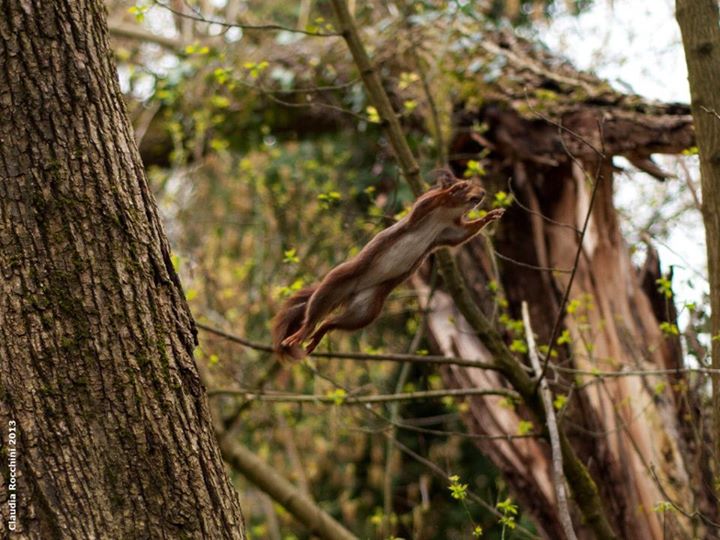 Il salto dello scoiattolo – © Claudia Rocchini